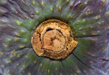 Yüzeyin Macro fotoğrafı ve bir avokado armutunun sapı.