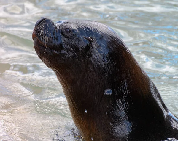 Portrait Male Sea Lion Rearing Out Water — Stock Photo, Image