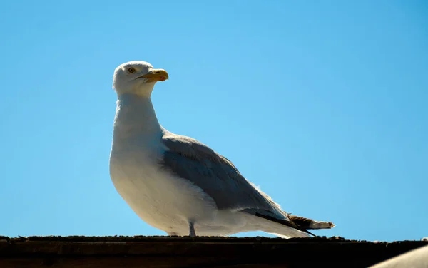 Goéland Argenté Perché Sur Toit Par Une Journée Ensoleillée — Photo