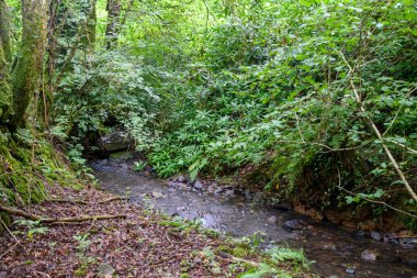 Puddington yakınlarındaki ormanın içinden bir dere akıyor.