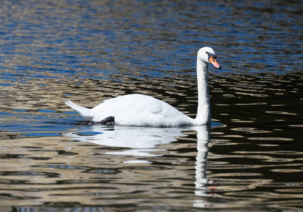 Retrato Hermoso Cisne Mudo Nadando Lago —  Fotos de Stock