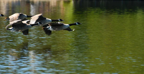 カナダの宝石の群れが池の上に着陸する — ストック写真
