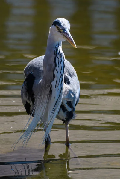 Retrato Heron Cinza Macho Estava Lago — Fotografia de Stock