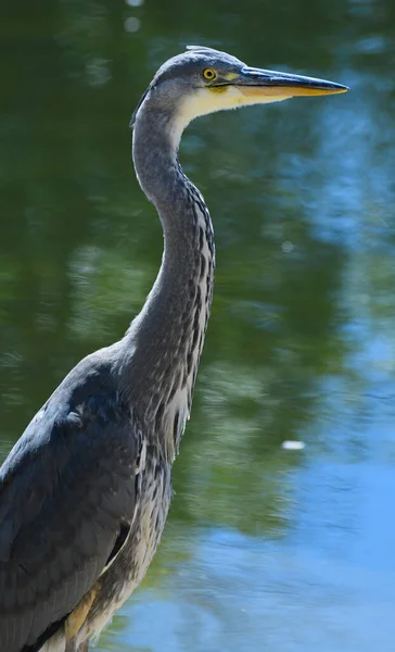 Retrato Uma Garça Cinzenta Fêmea Estava Lago — Fotografia de Stock