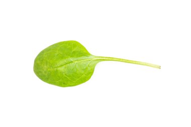 Taze bebek ıspanak üstten görünüm beyaz arka plan üzerinde bir yeşil tek lea izole.