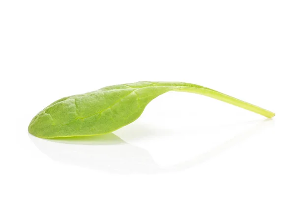 Espinafre Bebê Fresco Isolado Fundo Branco Uma Única Lea Verde — Fotografia de Stock