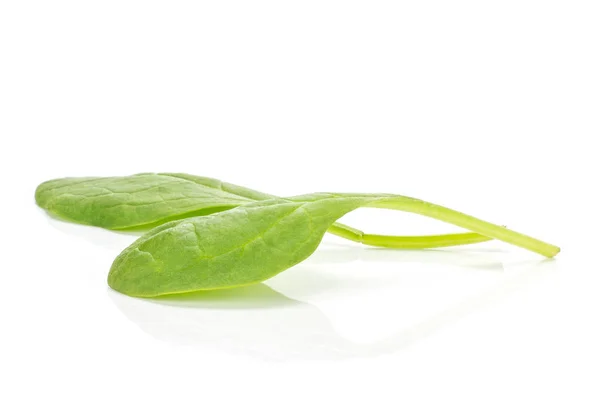 Spinaci Freschi Bambino Isolato Sfondo Bianco Due Verde Singolo Congedo — Foto Stock