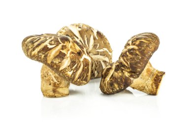 Grup üç bütün taze çiğ kahverengi shiitake mantar whit üzerinde izole