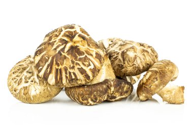 İzole üzerinde beyaz taze çiğ kahverengi shiitake mantar