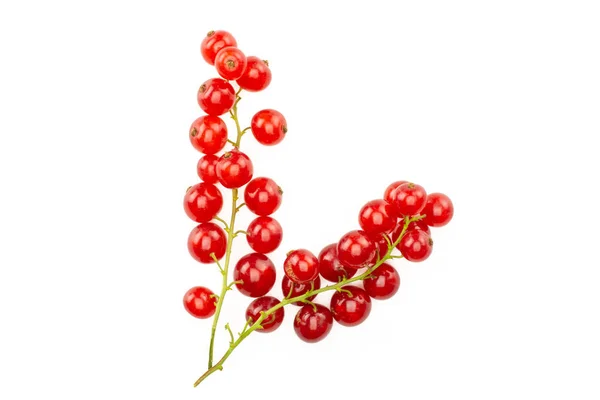 Grupo Dos Cuerdas Grosella Roja Entera Flatlay Aislado Whit —  Fotos de Stock