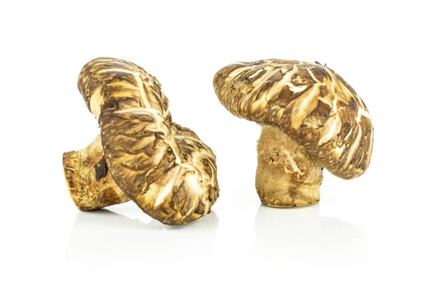 Grup üzerinde beyaz izole iki bütün taze çiğ kahverengi shiitake mantar