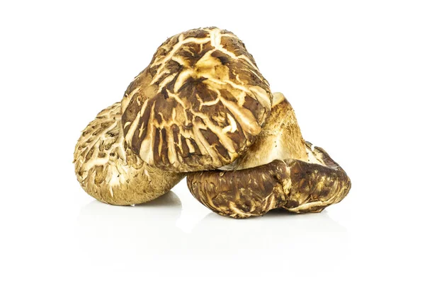 Grup üç bütün taze çiğ kahverengi shiitake mantar whit üzerinde izole