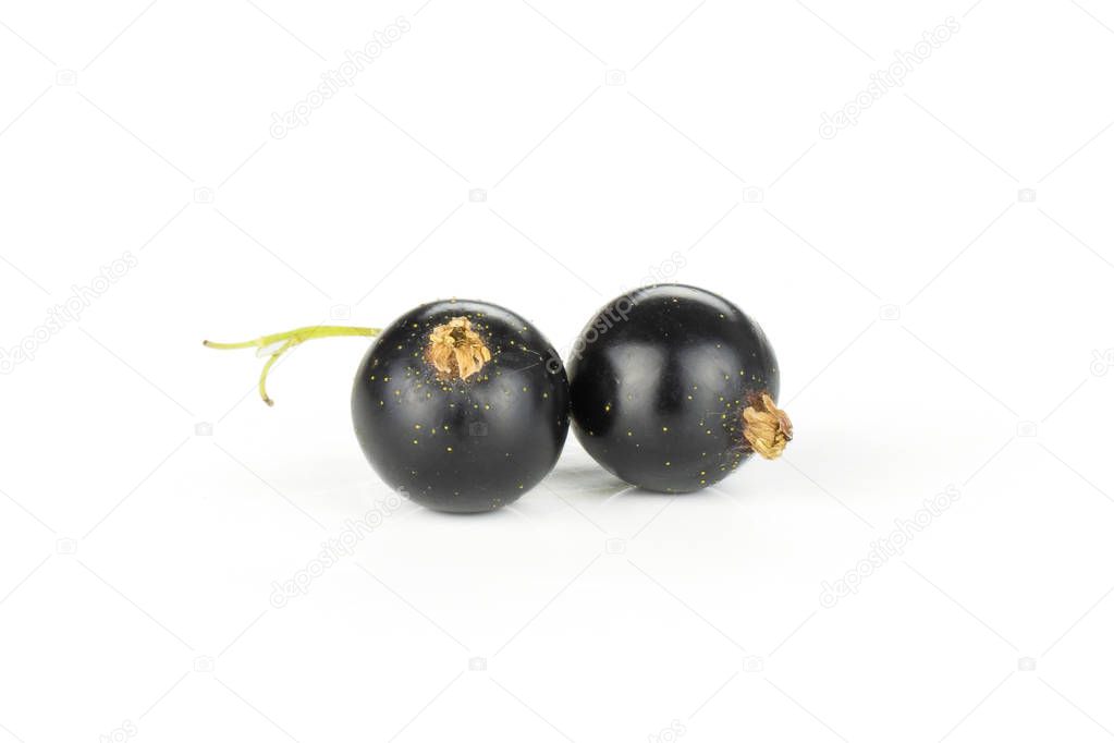 Group of two whole fresh black currant berry ben gairn variety isolated on white