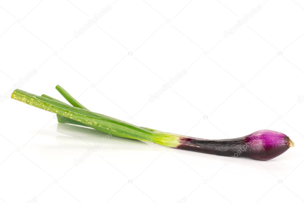 One whole fresh green spring onion red scallion variety with small roots isolated on white