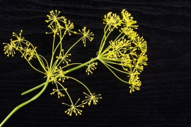 Siyah ahşap üzerine flatlay grup iki bütün taze dereotu sarı çiçek kümeleri