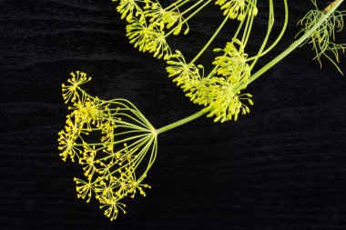 Bütün taze dereotu sarı çiçekler flatlay siyah ahşap üzerine çok