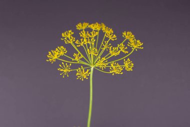 Gri arka plan üzerinde bir bütün taze dereotu sarı çiçekler küme