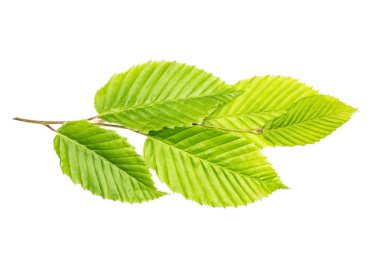 One whole fresh green plant elm branch with rib leaves flatlay isolated on white clipart