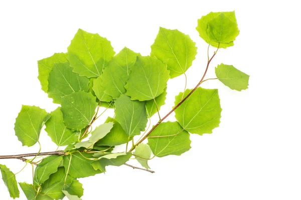 Jedno Całe Świeże Zielone Roślin Europejskiego Oddziału Osika Flatlay Liści — Zdjęcie stockowe