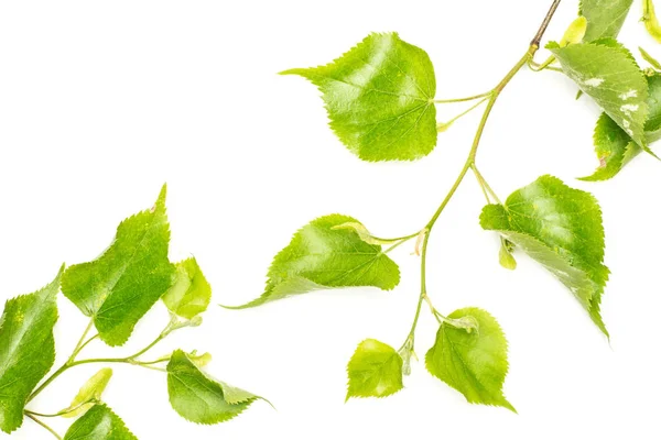 Grupo Dois Ramos Tília Plantas Verdes Frescas Inteiras Folhas Cordado — Fotografia de Stock