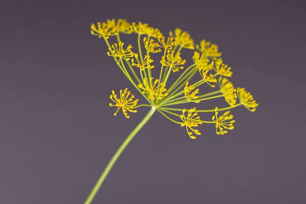 Racimo Entero Flores Eneldo Amarillo Fresco Gris — Foto de Stock