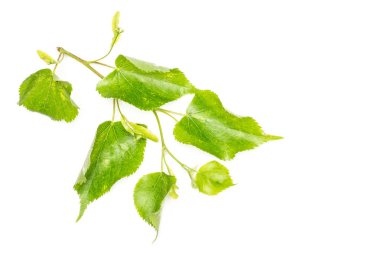 Bir bütün taze yeşil bitki ıhlamur ağacı taze cordate yaprakları flatlay beyaz izole