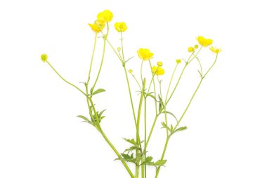 Taze yeşil bitki çayır buttercup ile üzerine beyaz izole sarı çiçekler flatlay