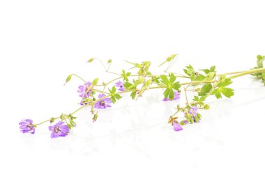 Bir bütün taze yeşil bitki redstem filaree demet izole üzerinde beyaz