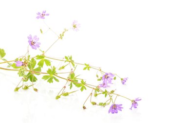 Bir bütün taze yeşil bitki redstem filaree grup ile üzerine beyaz izole mor çiçekler