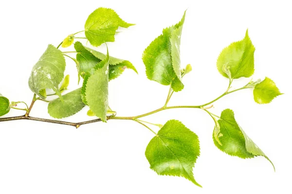Planta verde fresca isolada sobre branco — Fotografia de Stock
