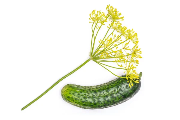 One Whole Fresh Yellow Dill Flowers One Green Cucumber Flatlay — Stock Photo, Image