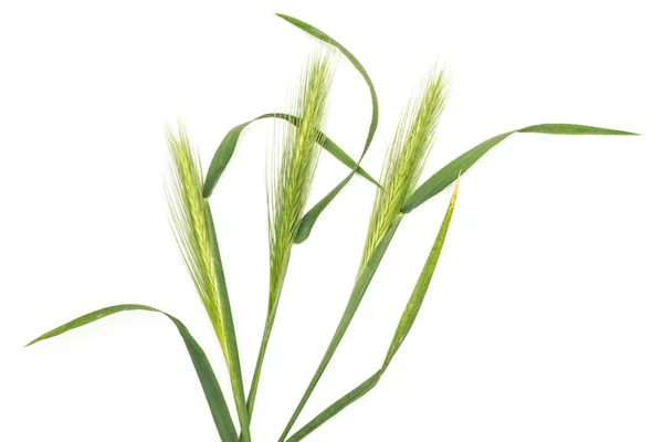 Group Three Whole Fresh Green Plant Barley Mouse Grass Flatlay — Stock Photo, Image