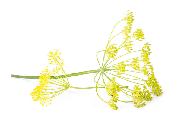 Group of two whole fresh yellow dill flowers clusters isolated on white