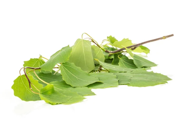 Hel Färsk Grön Europeiska Aspen Grenen Växtblad Isolerad Vit — Stockfoto