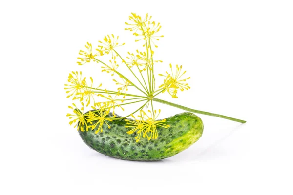 Inteiro Amarelo Fresco Flores Endro Cluster Pepino Verde Isolado Branco — Fotografia de Stock