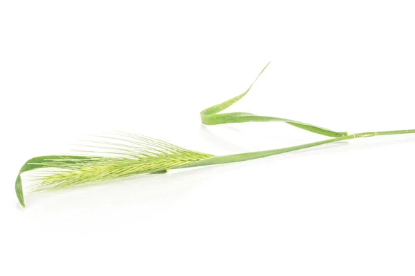 Jedna Mysz Jęczmienia Całych Świeżych Zielonych Roślin Trawy Białym Tle — Zdjęcie stockowe