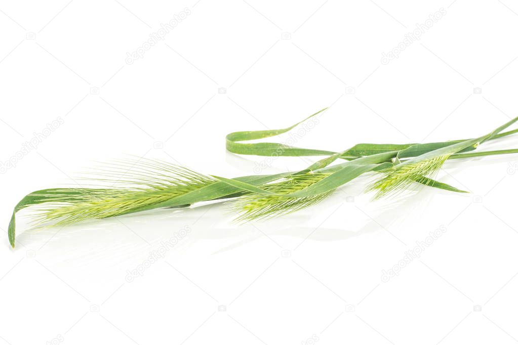 Group of three whole fresh green plant barley mouse grass isolated on white