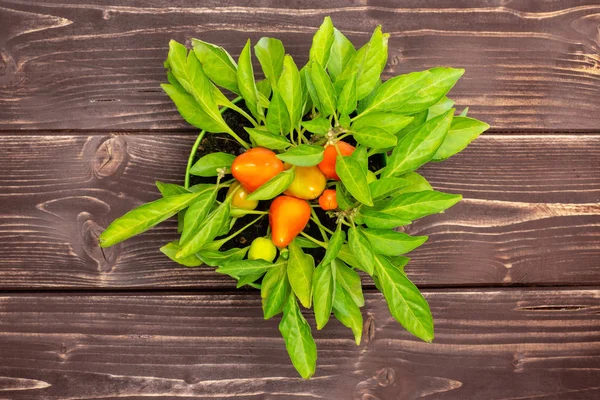One whole hot red orange chili pepper growing in a green pot flatlay on brown wood