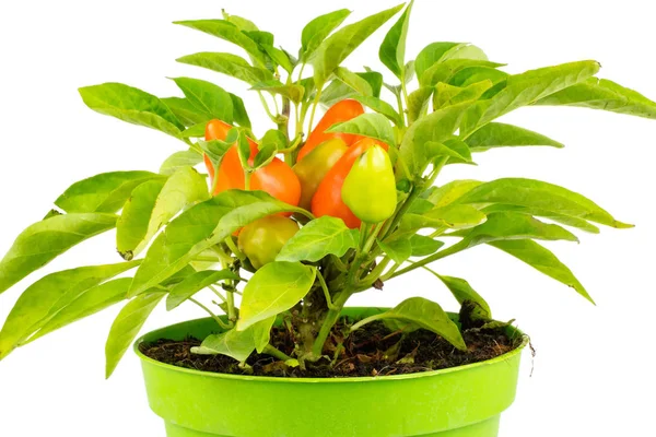 Jeden Cały Czerwony Pomarańczowy Papryczka Chili Rośnie Doniczce Zielony Białym — Zdjęcie stockowe