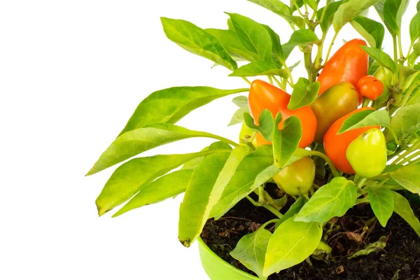 One whole hot red orange chili pepper growing in a green pot isolated on white background