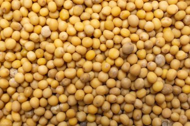 İzole beyaz hardal tohumu