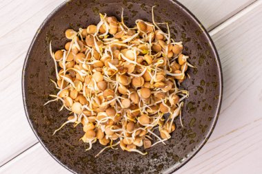 Mercimek gri ağaç filizlenir