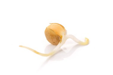 Beyaz izole mercimek lahanası