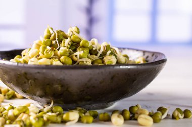 Mungo fasulye filizi ile mavi pencere