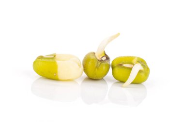 Mungo fasulye filizi beyaz izole