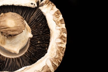 Kahverengi bortobello mantar siyah cam izole