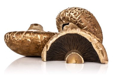 Kahverengi bortobello mantar beyaz izole