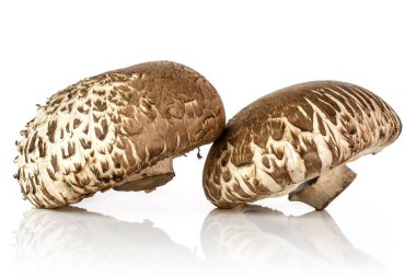 Kahverengi bortobello mantar beyaz izole