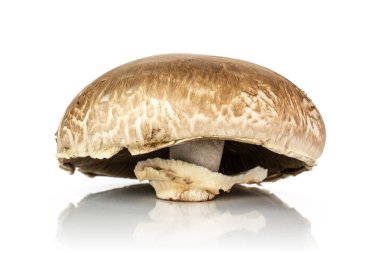 Kahverengi bortobello mantar beyaz izole