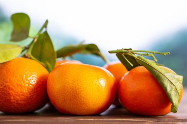 Ormanda yapraklı Mandarine